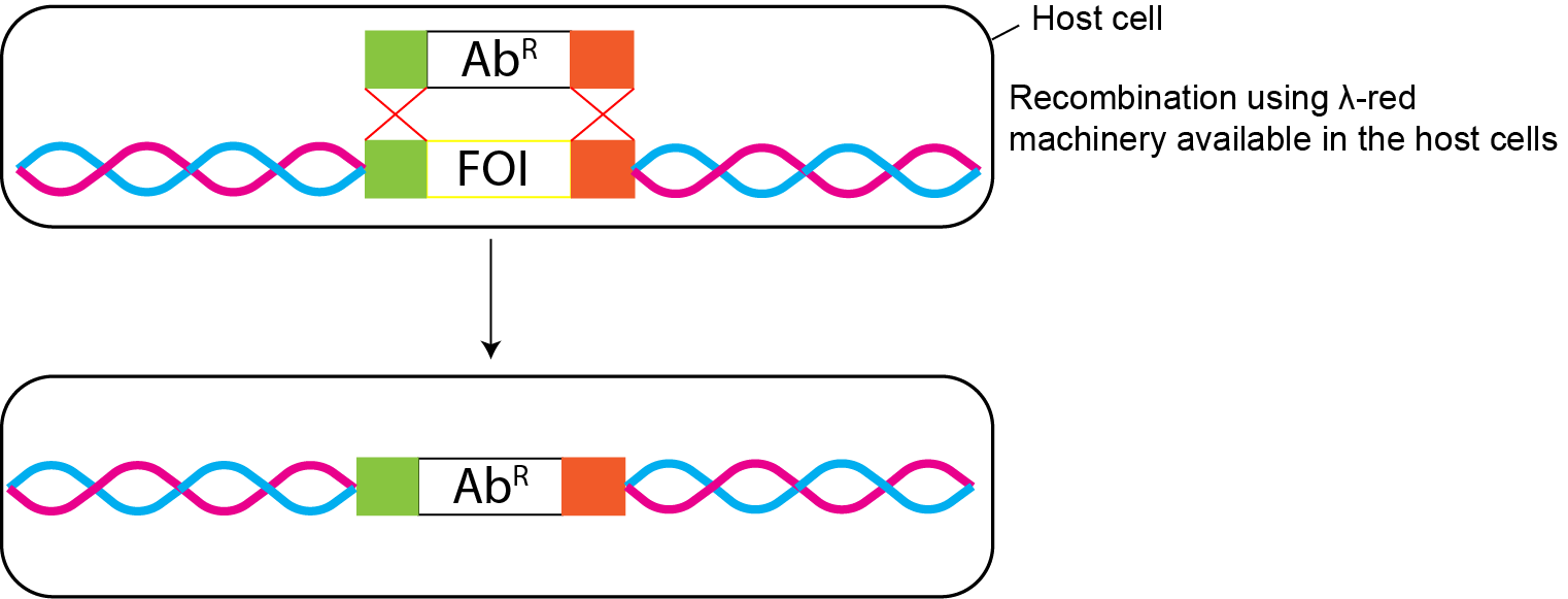 Lambda Red Mediated GoldBio